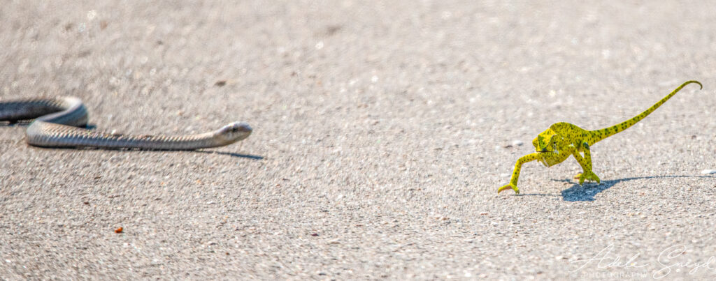 Adele lựa chọn tự lái xe từ Malelane đến khu cắm trại Berg En Dal để tìm điều thú vị. Trên đường, cô bất ngờ bắt gặp một con tắc kè hoa và dừng lại để chụp ảnh.