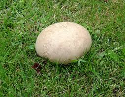 Khi còn non, nấm này có thể ăn được, nhưng khi già, bên trong chuyển sang màu vàng và có thể gây tiêu chảy hoặc rối loạn tiêu hóa cho người ăn. Khi nấm này thối rữa, nó có thể gây nguy hiểm và thậm chí gây chết người.