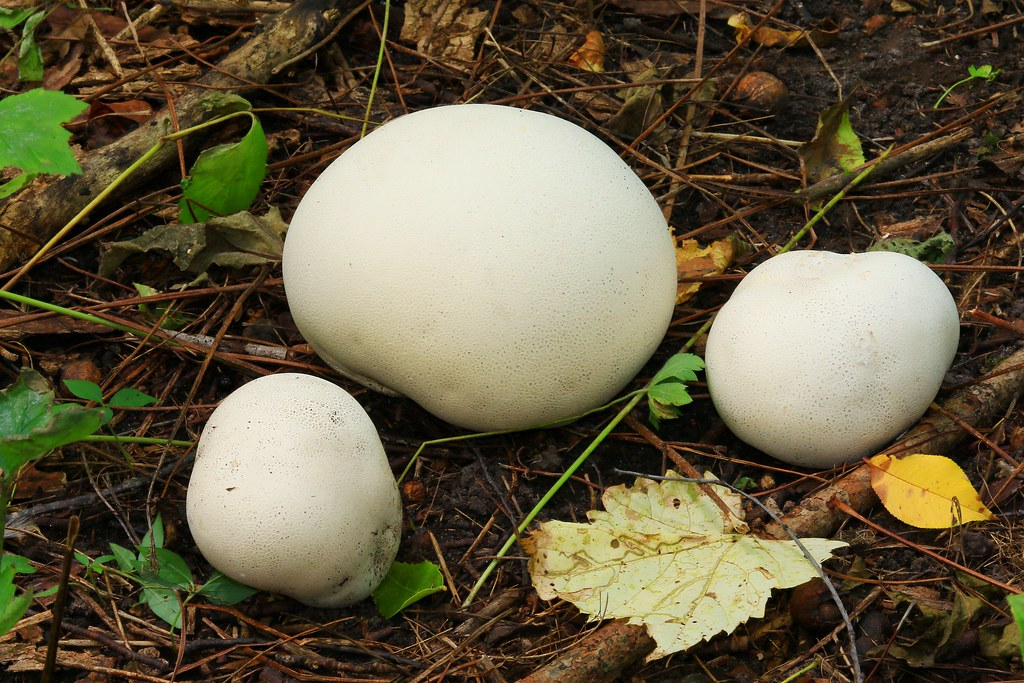 Loại nấm này có dạng quả bóng tròn, đường kính khoảng 30 cm và nặng chừng 2 kg. Nấm Calvatia gigantea có thể nặng tới 20 kg và đường kính 1,5 m khi trưởng thành.