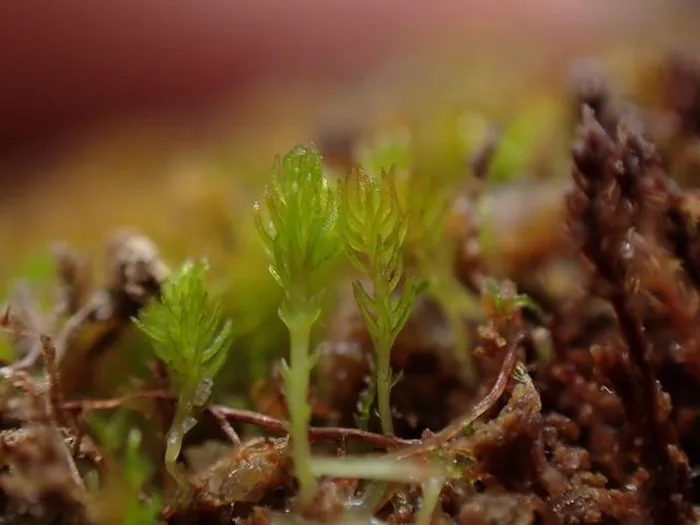 Trong hơn một thập kỷ qua, mật độ rêu Takakia giảm 1,6% sau mỗi năm, nhanh hơn mọi loài rêu bản địa khác. Con số thấp khiến loài thực vật quý hiếm này nằm trong diện “sắp nguy cấp” của Sách đỏ (danh sách toàn diện về tình trạng bảo tồn và đa dạng loài)