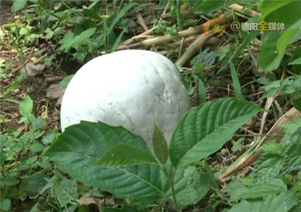 Loại nấm này có màu sắc và hình dạng giống nấm thường, nên người dân được khuyến cáo cẩn trọng khi lựa chọn nấm làm thực phẩm.