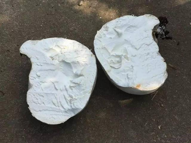 Các chuyên gia đến hiện trường và thẩm định nó là một loại nấm độc và mới chưa từng thấy trước đó.