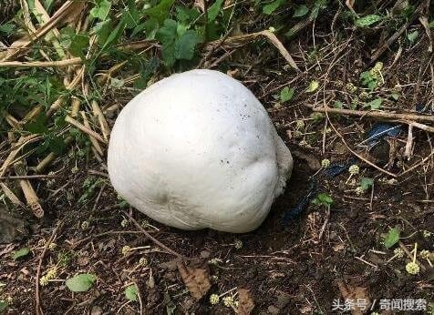 Các chuyên gia lo ngại, loại nấm này có thể gây ngộ độc cấp tính cho dân làng và đã tiến hành khử trùng cho những người tiếp xúc với cây nấm độc này.