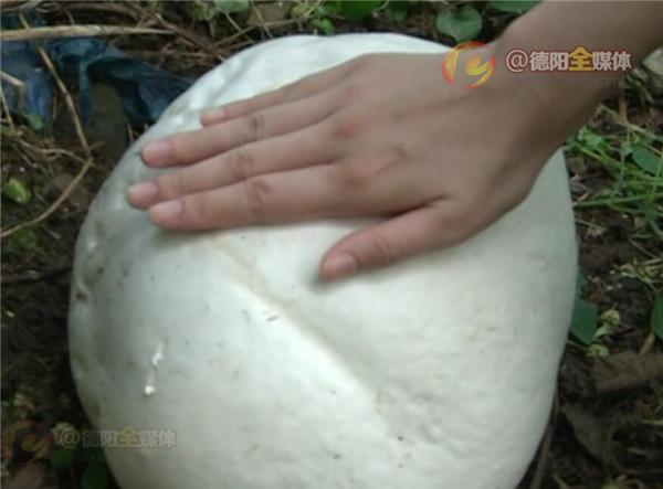 Họ cũng được khuyên không hái và ăn loại nấm lạ hoặc nấm hoang dại, chỉ sử dụng nấm khi chắc chắn rằng đó là loại ăn được.