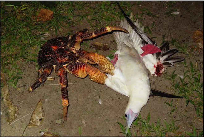 Theo một số giả thuyết, chiếc máy bay của Earhart rơi ở Nikumaroro Island tại Thái Bình Dương, nơi có nhiều cua dừa sinh sống. Một số người tin rằng xác của Earhart và trợ lý của cô đã bị cua dừa ăn mất sau vụ rơi máy bay, nhưng các cuộc tìm kiếm không tìm thấy bằng chứng cụ thể.