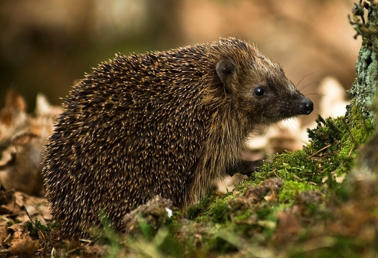4. Nhím Hedgehog: Sở hữu bộ lông đầy gai nhọn, cộng với khả năng miễn dịch nọc độc của rắn gấp 35-45 lần so với lợn Guinea và chịu được lượng độc asen gấp 25 lần con người, loài nhím Hedgehog lại có thể giết chết một con rắn độc.