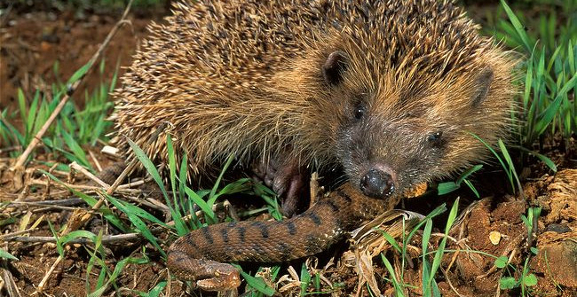 Tuy nhiên, nếu bị rắn cắn vào mõm, nhím Hedgehog cũng có thể tử vong.