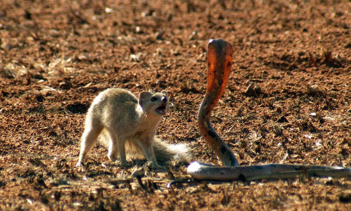 1. Cầy Mangut: Loài cầy Mangut có khả năng kháng nọc rắn độc nhờ thụ thể acetylcholin đột biến. Chúng nổi tiếng về khả năng diệt rắn độc, đặc biệt là rắn hổ mang.