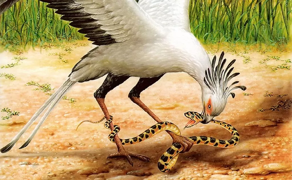 3. Diều săn rắn: Diều săn rắn là một loài chim sống ở châu Phi và có khả năng chế ngự và xơi tái bất kỳ loài rắn nào, bao gồm cả rắn độc.