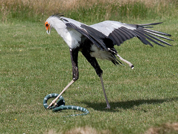 Chúng sử dụng chân dài và có vảy cứng để ngăn rắn cắn lại. Diều săn rắn tóm lấy con mồi bằng móng chân và đập đầu con rắn để giết chúng. Chúng cũng có thể giẫm đạp mạnh vào đất để làm con mồi hoảng sợ và chạy ra.