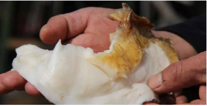 Nó được biết đến với nhiều tác dụng dược lý và đã được nghiên cứu rộng rãi về các hoạt chất có lợi cho sức khỏe như germani, polysaccharide và acid ganodermic.