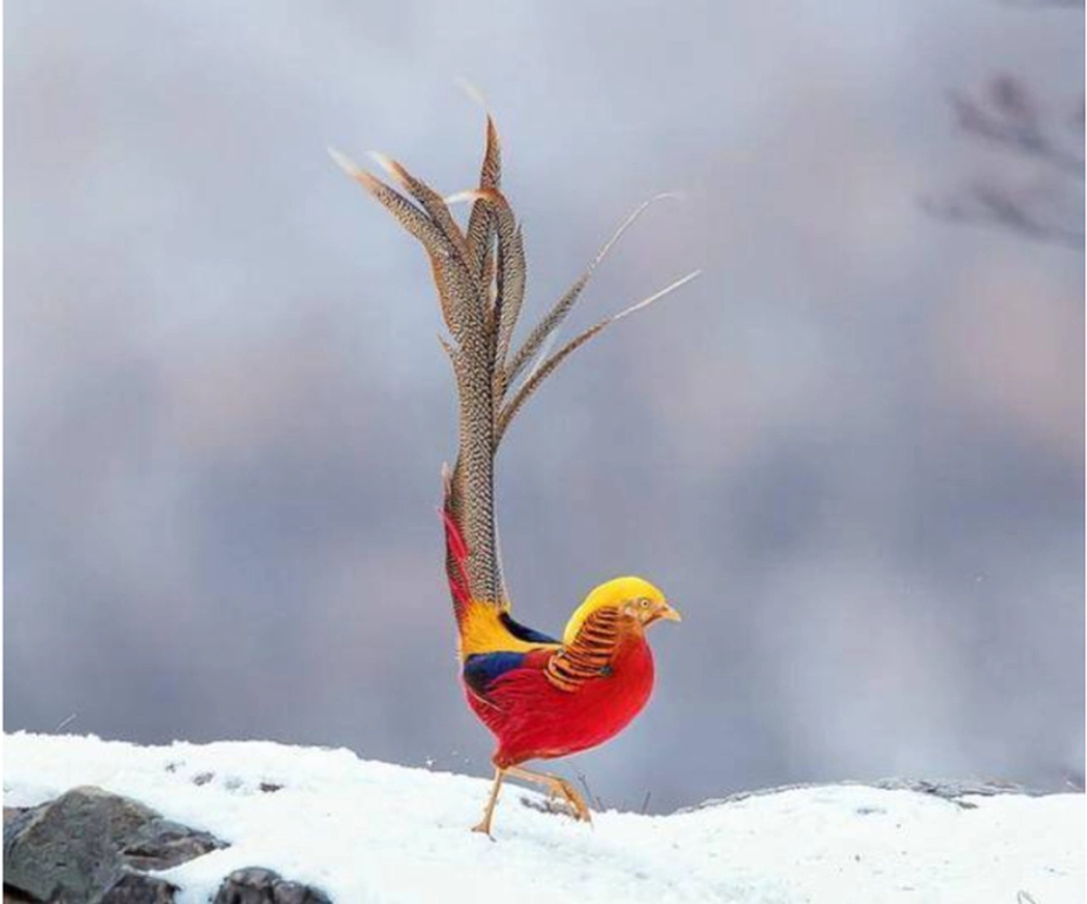 Quách Tồn Tỏa, một người đàn ông ở Sơn Tây, Trung Quốc, làm công việc trông giữ rừng và cây cối trong 8 năm. Một ngày, anh phát hiện một con chim đặc biệt gọi là " phượng hoàng vàng" trong khu vực nhà mình. (Ảnh: Sohu)