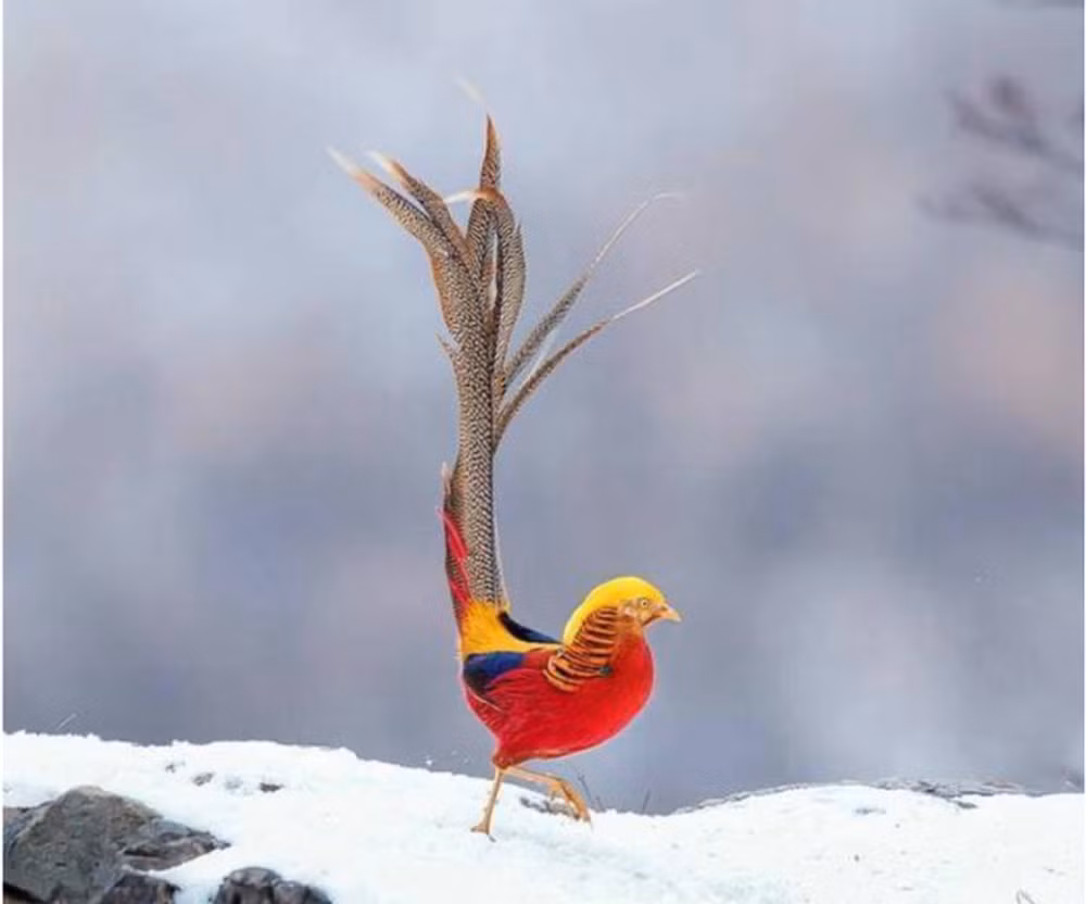 Quách Tồn Tỏa, một người đàn ông ở Sơn Tây, Trung Quốc, làm công việc trông giữ rừng và cây cối trong 8 năm. Một ngày, anh phát hiện một con chim đặc biệt gọi là " phượng hoàng vàng" trong khu vực nhà mình. (Ảnh: Sohu)