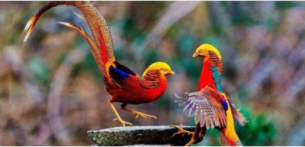 Con chim kỳ lạ này có bộ lông nhiều màu sắc và được xem như biểu tượng may mắn. (Ảnh: Sohu)