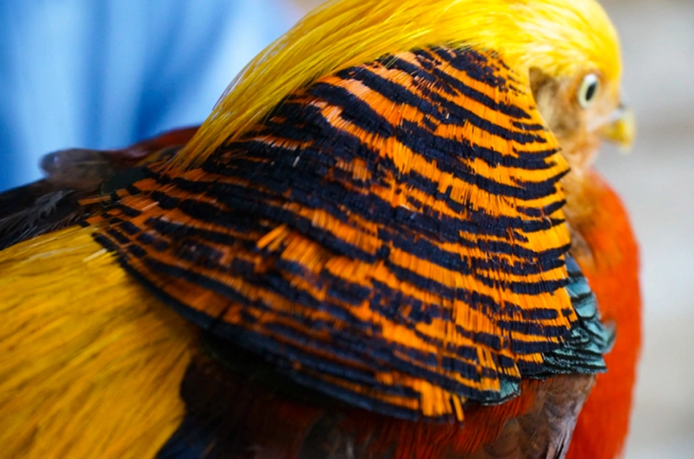 Chuyên gia tìm tới nhà anh và xác định, những con "phượng hoàng vàng" này thực chất là chim trĩ 7 màu vàng, một loài động vật hoang dã được bảo vệ cấp quốc gia ở Trung Quốc. Điều này khiến Quách Tồn Tỏa quyết tâm bảo tồn và chăm sóc tốt hơn cho chúng. (Ảnh: Sohu)