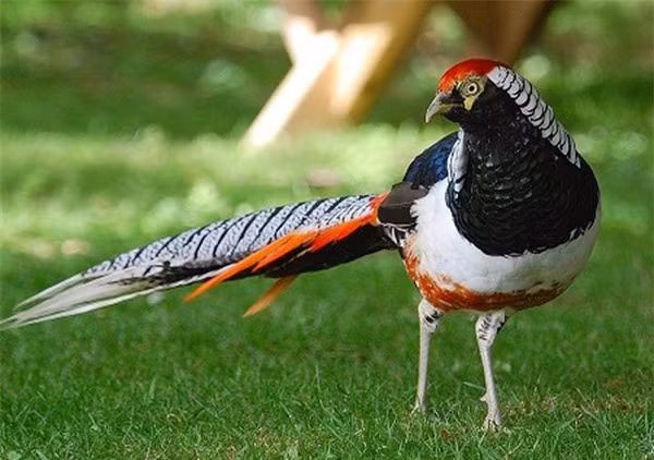 Ở Việt Nam, chim trĩ 7 màu được chia ra 3 loại đó là chim trĩ 7 màu đỏ, chim trĩ 7 màu vàng, chim trĩ 7 màu xanh. Chim trĩ 7 màu là một trong những loài chim quý hiếm, đắt đỏ và được giới chơi chim ở Việt Nam mê mẩn.