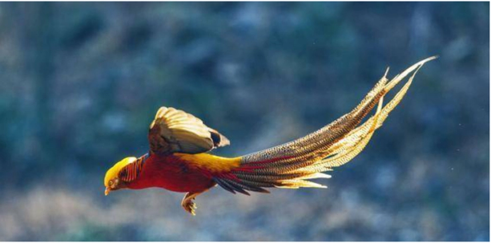 Anh quyết định nuôi và bảo vệ những con chim này. Trong vòng 6 năm, số lượng chim "phượng hoàng vàng" tăng lên và đến 1989, anh Quách Tồn Tỏa chia sẻ ảnh của chúng với bạn bè. Thông tin này lan truyền và thu hút sự quan tâm của các chuyên gia động vật học. (Ảnh: Sohu)