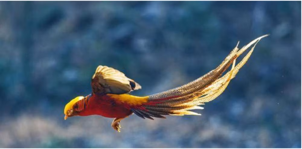 Anh quyết định nuôi và bảo vệ những con chim này. Trong vòng 6 năm, số lượng chim "phượng hoàng vàng" tăng lên và đến 1989, anh Quách Tồn Tỏa chia sẻ ảnh của chúng với bạn bè. Thông tin này lan truyền và thu hút sự quan tâm của các chuyên gia động vật học. (Ảnh: Sohu)