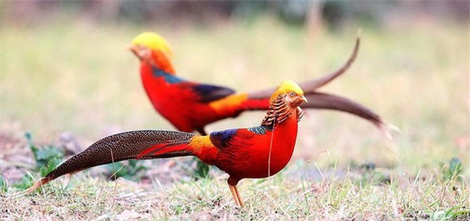 Chim trĩ 7 màu vàng có bộ lông đẹp và đa dạng màu sắc, được coi là giống trĩ đẹp nhất ở châu Á và mang lại may mắn theo quan niệm dân gian.