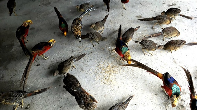 Hiện nay, Quách Tồn Tỏa đã xây dựng một khu bảo tồn cho chim trĩ 7 màu vàng để phục vụ khách tham quan và du lịch, từ đó gia đình anh cũng có thu nhập tốt hơn.