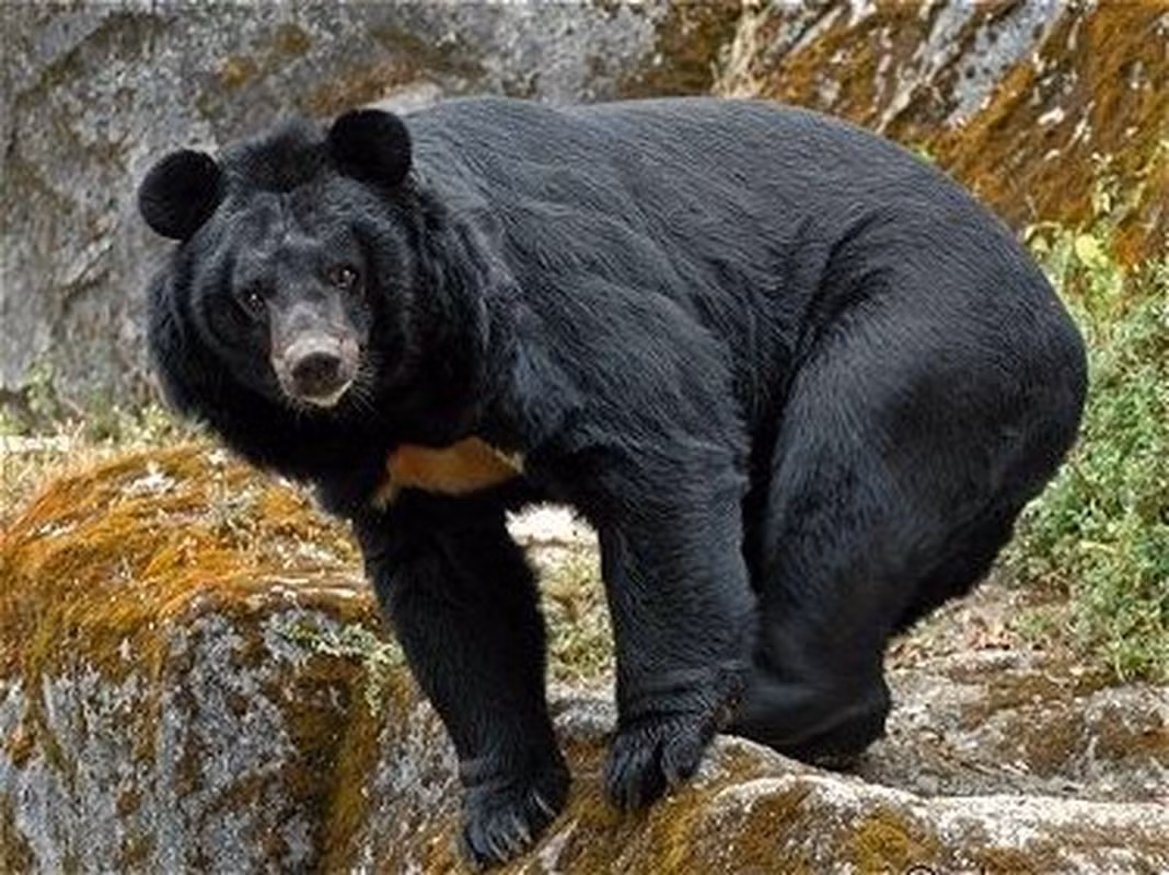 Hiện số lượng gấu ngựa trong tự nhiên không nhiều. Một số tỉnh Tây Bắc và Tây Nguyên là nơi sinh sống của loài gấu ngựa.