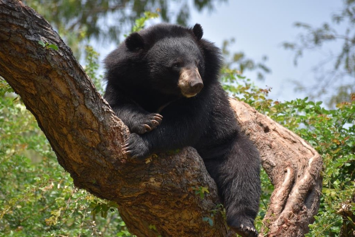 Gấu ngựa chủ yếu phân bố ở các khu vực có diện tích rừng nguyên sinh, ít tác động của con người để sinh sống, tìm kiếm thức ăn.