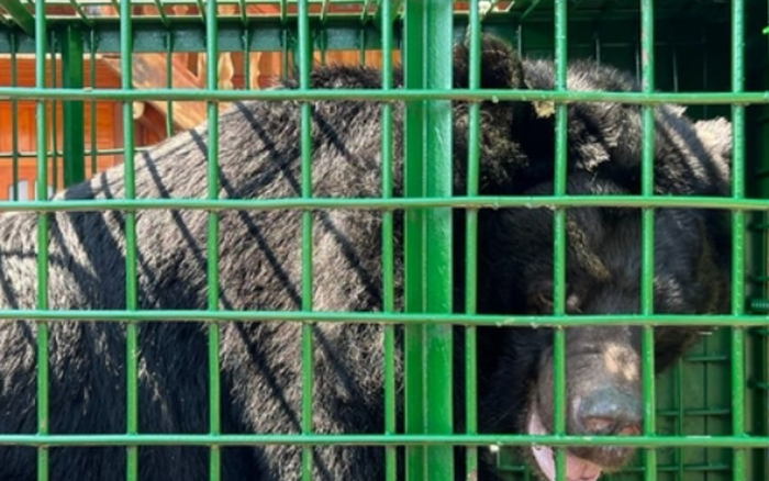 Con gấu ngựa này được mô tả là khá to và béo, có sức khỏe tốt, vận động tốt, ăn uống tốt và đã thích nghi với môi trường tại Trung tâm.