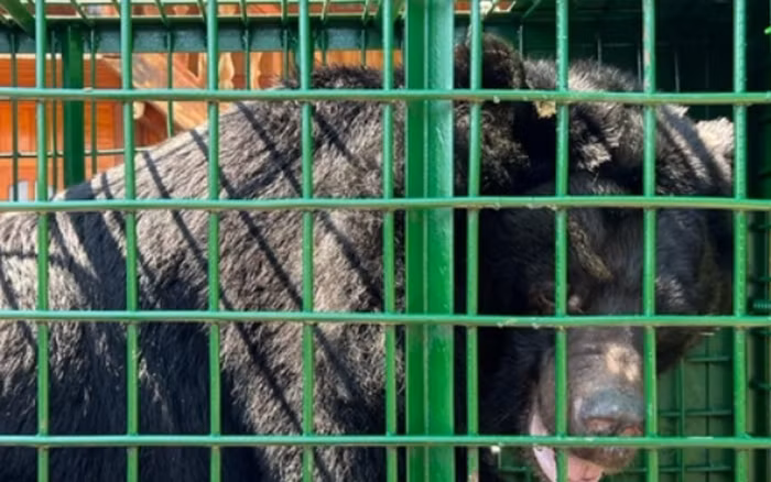 Con gấu ngựa này được mô tả là khá to và béo, có sức khỏe tốt, vận động tốt, ăn uống tốt và đã thích nghi với môi trường tại Trung tâm.