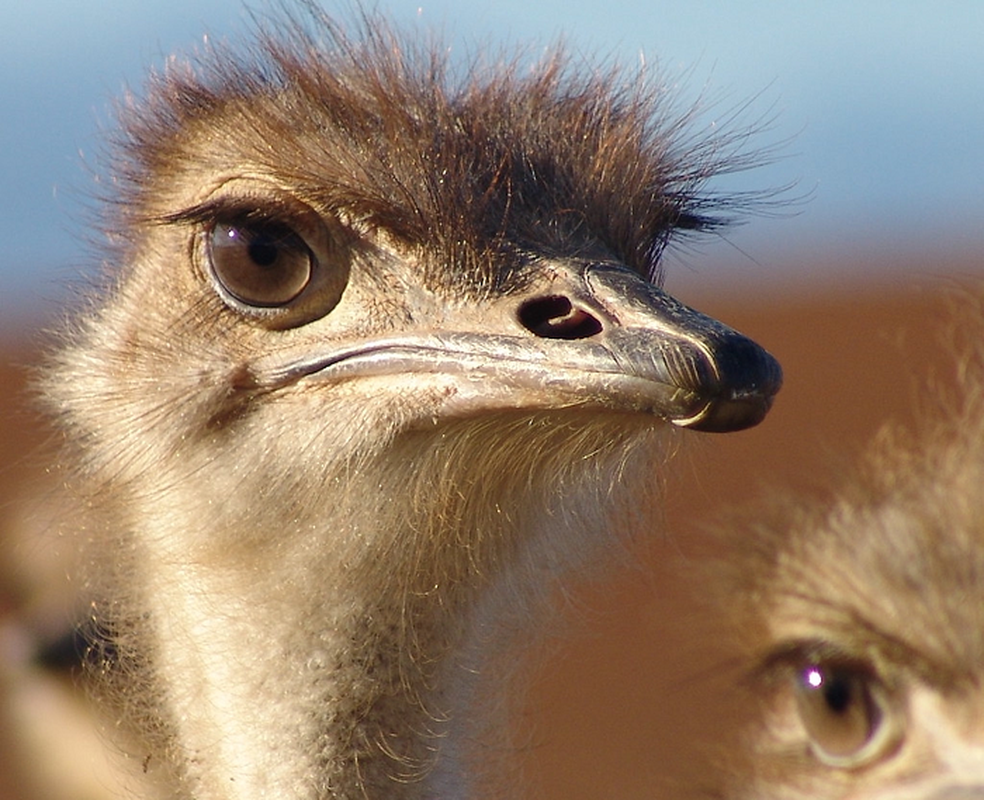 1. Mắt của đà điểu trưởng thành có kích thước gần bằng một quả bóng bi-da, to hơn cả não của nó. Đây là một trong những sự thật thú vị có thể bạn chưa từng biết đến.