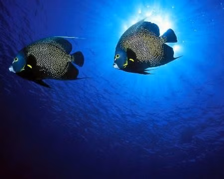 Khi đã kết hợp, cá thần tiên Pháp sẽ chung sống với nhau hết đời.