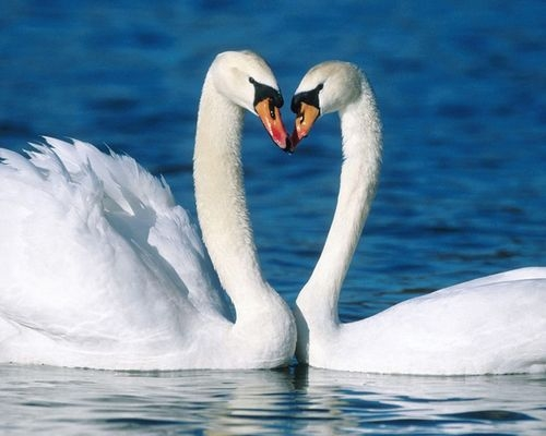 Cũng giống như chim uyên ương, khi một trong hai chết đi, con thiên nga còn lại có biểu hiện buồn bã chán nản, thậm chí có những con còn bỏ bê ăn uống để đi theo bạn đời một cách nhanh nhất.