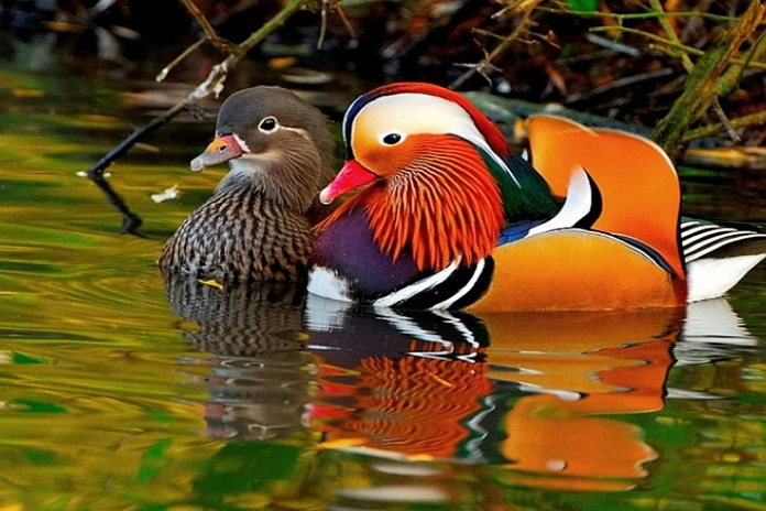 Nếu một trong hai bị chết hoặc lạc đàn, con chim uyên ương còn lại sẽ rơi vào tình trạng giống như trầm cảm ở người, mãi mãi không thể đến với một nửa khác.