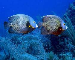 4. Cá thần tiên Pháp: Bạn sẽ rất khó để bắt gặp cá thần tiên Pháp bơi một mình. Chúng luôn đi có đôi với nhau, thậm chí đi săn mồi cùng nhau.