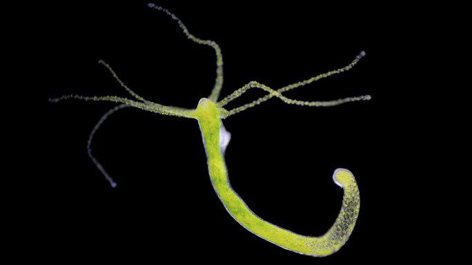 2. Hydra: Nhóm động vật không xương sống nhỏ giống sứa. Chúng không trải qua lão hoá do tuổi tác, thời gian, nhờ vào tế bào gốc liên tục tái tạo thông qua nhân bản.