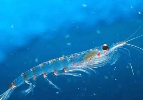 Nhuyễn thể ở Nam Cực giống loài tôm nhưng nhỏ hơn rất nhiều, chỉ có chiều dài trung bình từ 4-6 cm và trọng lượng khoảng 2 gram.