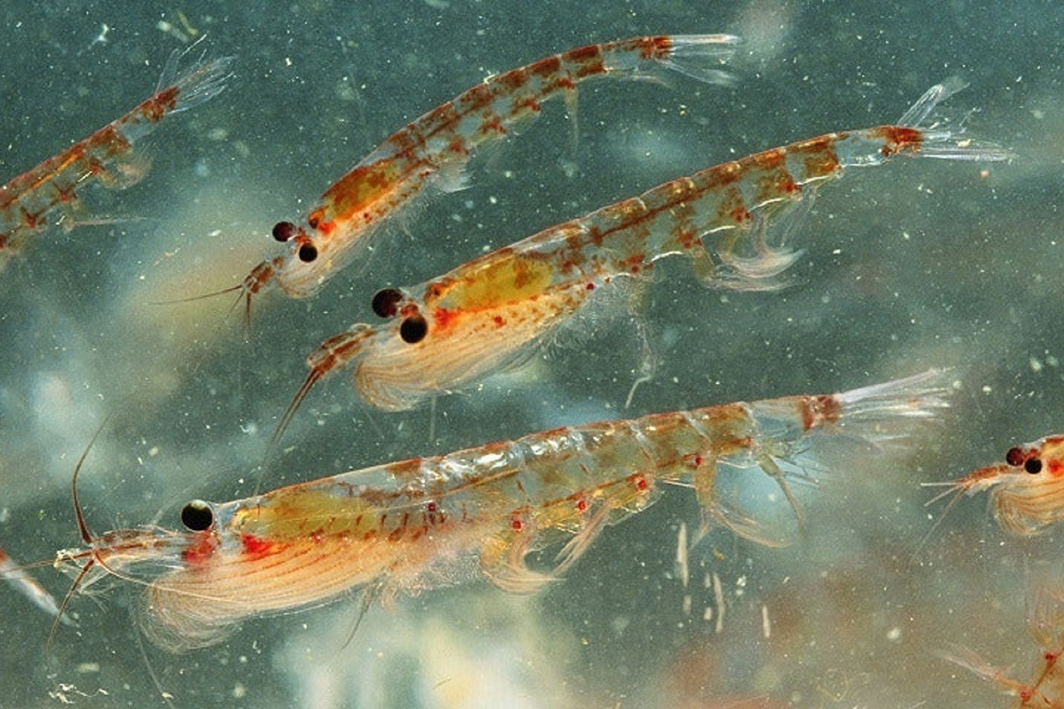 Chúng có khả năng sinh sản mạnh mẽ, với một con nhuyễn thể cái có thể đẻ tới 10.000 quả trứng cùng lúc.