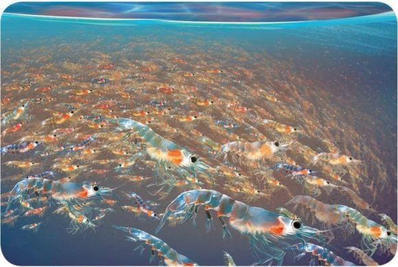 Nơi này được cho là giàu tài nguyên, chứa nhiều loài cá, chim, hải cẩu và cá voi. Trong đó, trữ lượng nhuyễn thể ở Nam Cực ước tính lên đến 1 tỷ tấn, đủ để nuôi sống 1,4 tỷ người.