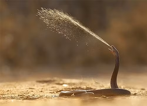 Chúng phun nọc độc để tự vệ khi cảm thấy nguy hiểm và thường nhắm vào mắt của mục tiêu.