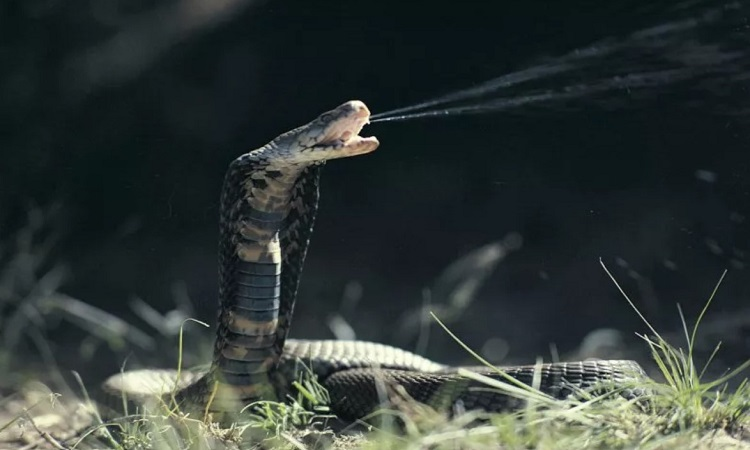 Một số loài rắn độc sản xuất nọc độc để tấn công con mồi, trong số đó, rắn hổ mang nổi tiếng với nọc độc mạnh.