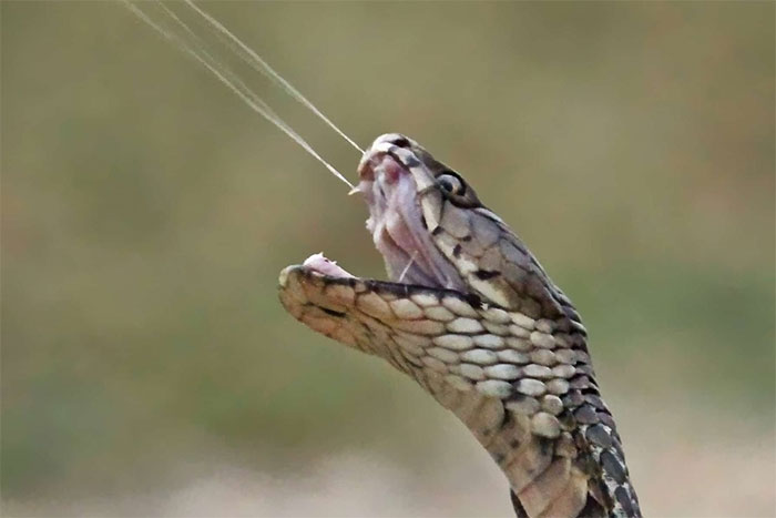 Nọc độc này chứa các độc tố thần kinh và cytotoxin gây hại cho mô thần kinh và tế bào.