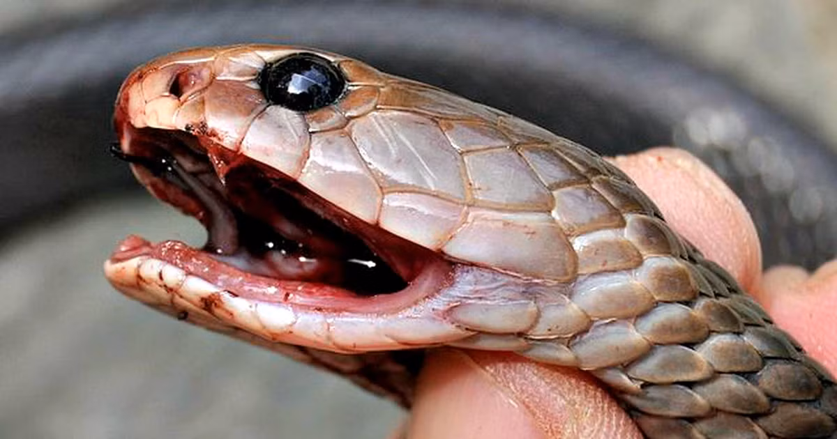 Cách rắn hổ mang phun nọc độc tương tự như cách con người nhổ nước bọt, nhưng chúng phun nọc từ răng nanh ra ngoài thông qua lỗ lớn hơn trên răng nanh, tạo tốc độ nhanh và tầm xa.