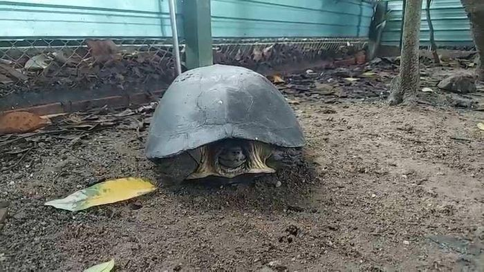 Cá thể rùa răng này nặng khoảng 8 kg do chị Phan Hồ Phương Thảo (sinh sống ở phường An Phú, TP Thủ Đức) phát hiện trên đường. Sau đó, chị Thảo đã tự nguyện bàn giao nó cho Chi cục Kiểm lâm TP HCM với mong muốn con vật được thả về môi trường tự nhiên.