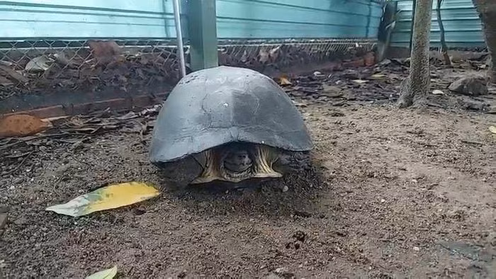 Cá thể rùa răng này nặng khoảng 8 kg do chị Phan Hồ Phương Thảo (sinh sống ở phường An Phú, TP Thủ Đức) phát hiện trên đường. Sau đó, chị Thảo đã tự nguyện bàn giao nó cho Chi cục Kiểm lâm TP HCM với mong muốn con vật được thả về môi trường tự nhiên.