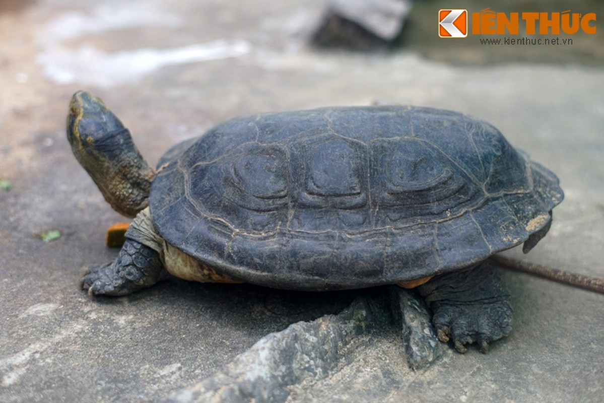 Với chiều dài 50cm, cân nặng đạt đến 15 kg khi trưởng thành, đây là loài rùa lớn nhất trong các loài rùa đầm ở Việt Nam.