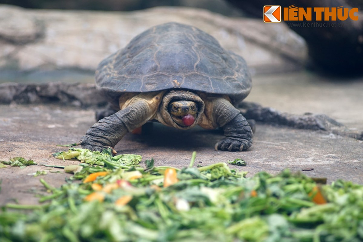 Rùa răng thuộc nhóm IIB trong danh mục động vật rừng nguy cấp quý hiếm.