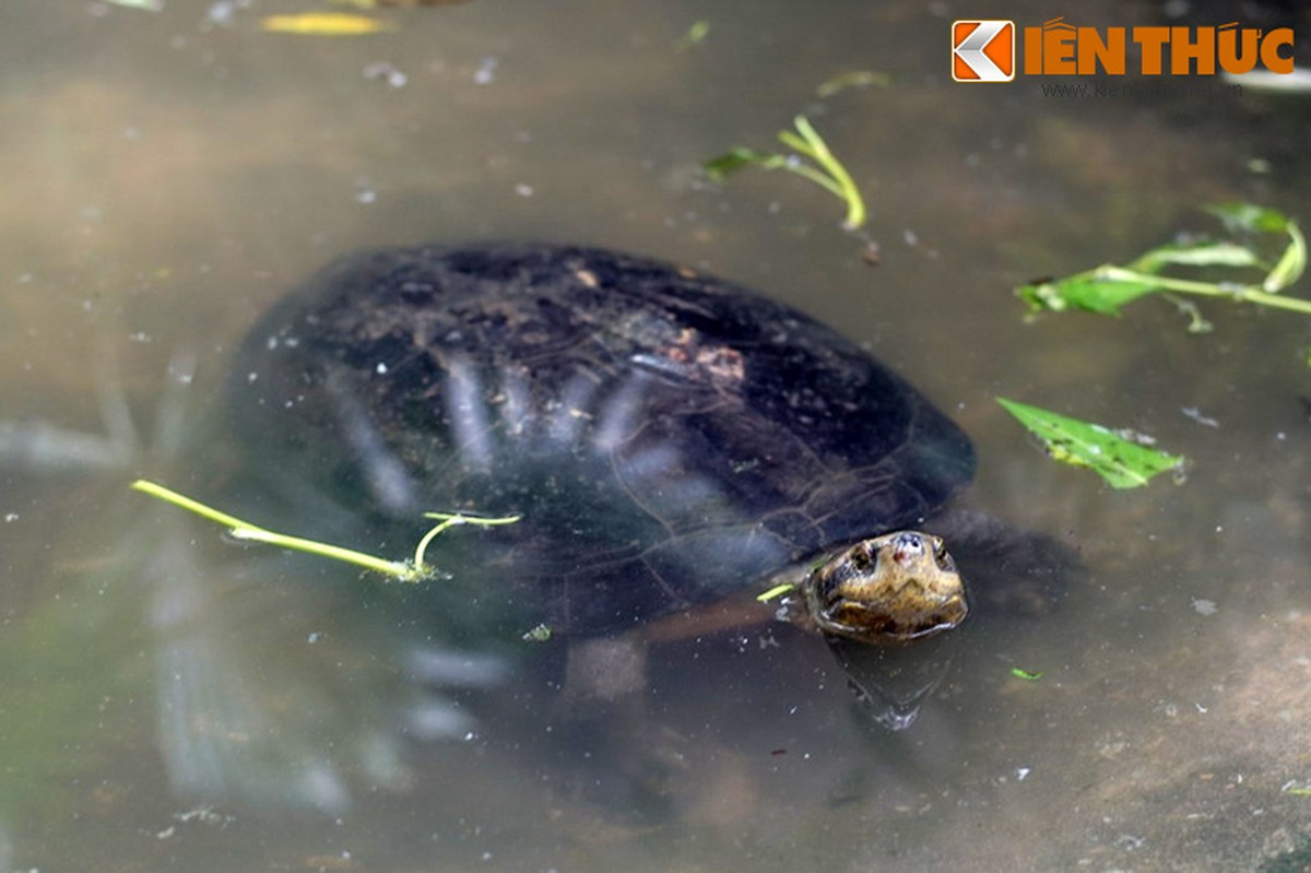 Rùa răng được đánh giá là một loài có giá trị khoa học, thẩm mỹ, được nuôi ở nhiều vườn thú, khu bảo tồn ở khu vực và thế giới. Trong tự nhiên, số lượng rùa răng đã giảm sút mạnh trong những năm gần đây do nạn săn bắt, buôn bán và ô nhiễm môi trường.