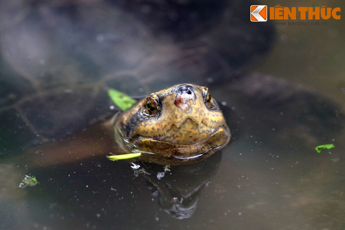 Tên gọi rùa răng bắt nguồn từ nét đặc trưng của loài rùa này là có mỏ làm thành hai mấu nhọn hình dáng như hai chiếc răng nanh sắc nhọn ở hàm trên. Khi bị trêu chọc, rùa thường phản ứng bằng cách há mỏ hình răng để dọa.