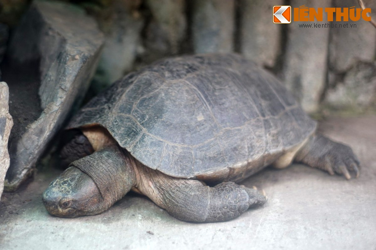 Mai rùa phồng, thuôn dài, màu nâu thẫm hay đen. Đầu rùa màu xám có những vết đốm đen và vàng, hàm màu vàng. Chân rùa dẹp, ngón chân có màng da, một đặc điểm chung của các loài rùa đầm.