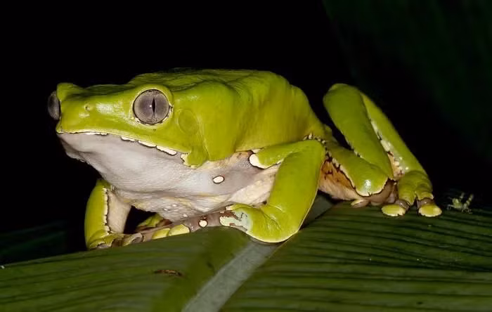 Có nghiên cứu về việc sử dụng thành phần của chất độc này trong điều trị bệnh ung thư và AIDS.
