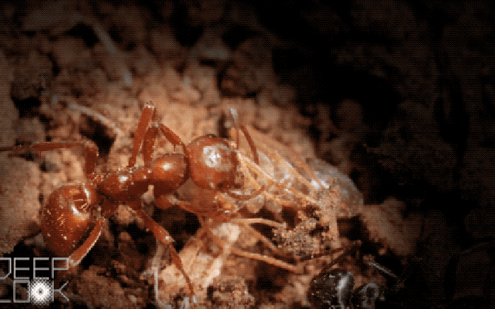 Các trường hợp bị đốt nhiều có thể gây ra tình trạng ảo giác ở con người, đặc biệt khi kết hợp với thời tiết lạnh, nhịn ăn và mất ngủ.